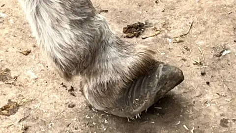 Barnhill Donkeys Retreat An overgrown hoof on a donkey. The donkey is standing on brown dirt.