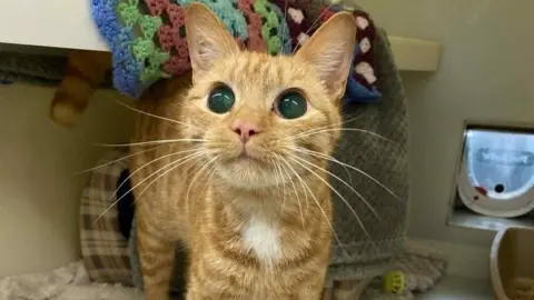 A ginger short haired cat, in a rescue pen, looking just over the camera