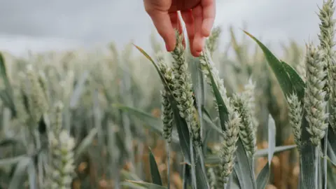 A child's hand touching an unripe wheat spring in a wheat field.