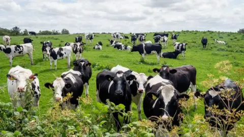 A curious group of cows is seen looking at the people passing by. There are apprx. 30 black and white patterned cows in a green field. The sky is full of fluffy white clouds with the sun shining through. 