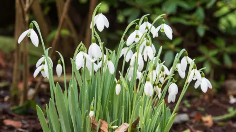A clump of snowdrops, variety Galanthus elwesii, in bloom. The flower heads are delicate and made of three white petals while their centre is white and green.
