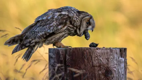 Jimmy Reid Owl coughing up a pellet