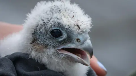 A white fluffy chick is wrapped in a blanket