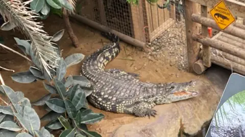 A crocodile with its mouth open in an enclosure near a wooden walkway going through the centre