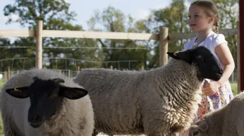 A little girl with blonde plaits is playing with sheep at Puxton Park near Weston super Mare
