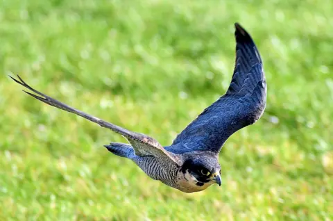 A peregrine falcon flying over an open green field