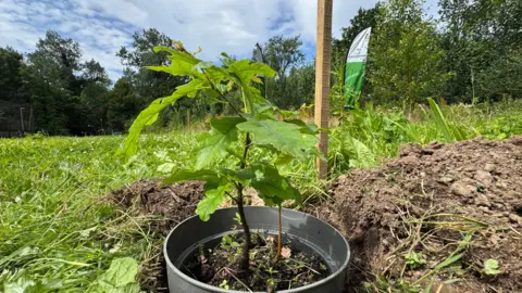 A small tree in a pot within a garden, there is a green flag in the background.
