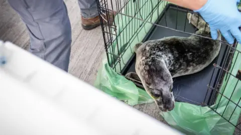 South Essex Wildlife Hospital A seal peaks its head out of a cage which has had its door opened for it by a person standing next to it