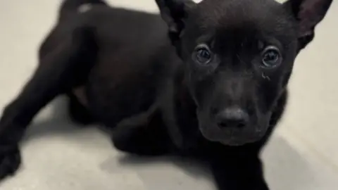 Cotswold Dogs and Cats Home A small black dog looking into the camera. It is missing one of its front legs