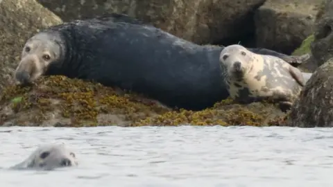 Jersey Marine Conservation A female grey seal has a dark coat and is stretched out across a seaweed-covered ledge, while a lighter juvenile grey seal rests beside it. In the foreground, the head of a third seal emerges from calm water, partially submerged. Large boulders and rock formations fill the background, and patches of brown seaweed cover the rocks.