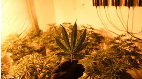 Nottinghamshire Police A cannabis leaf being held up in front of other plants in a yellow-lit room.