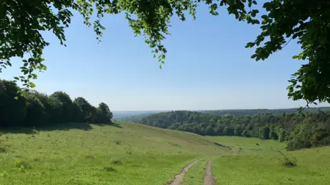 Sam T WEDNESDAY - A blue sky over lush green fields in Streatley, with leafy foliage in the foreground and a dirt track running through the fields 