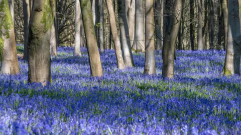 Ken Rayner A forest of trees, with the trunks disappearing in a bed of blue flowers.