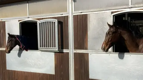 Luke Deal/BBC Two bay coloured horses stand with their heads leaning out of their individual stable doors. They look away from the camera.