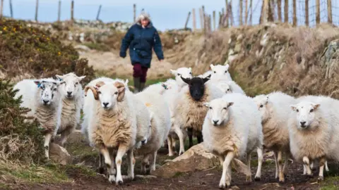 Getty Images Sheep and Hiker on Trail Near Traeth Llyfn Beach on Pembrokeshire Coast Path, South West Wales.