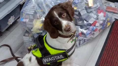 Oxfordshire County Council A brown and whit dog with a hi-vis jacket on in front of bags of seized cigarettes and disposable vapes