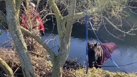 Essex County Fire & Rescue Service A horse being rescued from a Billericay ditch