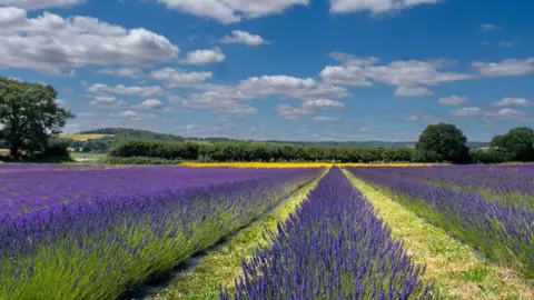 Rows of lavender extending into the distance with trees and rolling hills in the background