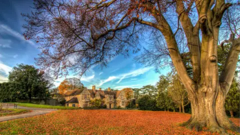 Andrew Garley Beech tree in Autumn - the branches are spreading out to the left, and do not appear to have many leaves on them. There is a carpet of red leaves on the lawn below the tree and the hall can be seen in the distance. The sky is dark blue.