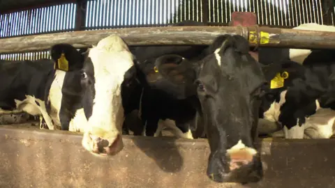 Cows at a dairy farm