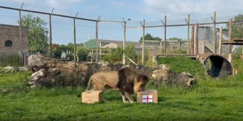 Lorenzo the lion making football predictions at the Wolds Wildlife Park in Lincolnshire