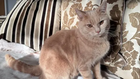 Tauseef Nawaz Casper a lightly coloured cat, with grown eyes, and light brown fur, sitting on a sofa, with brown cushions on. 