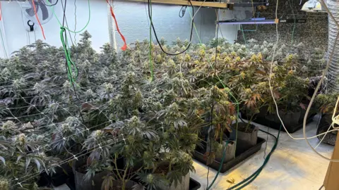 Knee-height green cannabis plants growing in pots inside a sealed room. There is mesh over the top of the plants and electrical cables, ventilation fans and insulation dotted around.