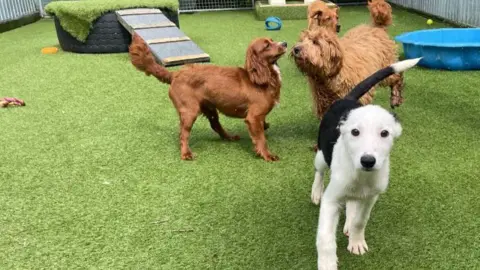 BBC Puppies at rescue centre