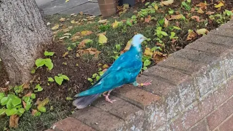 Simon Bryson A pigeon with blue feathers walking along a brick wall.