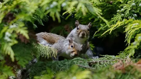 PA Media Two grey squirrels are peeping out through a forest of pine.