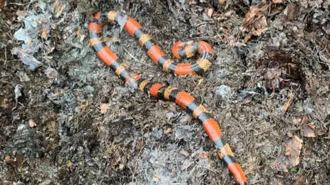 The photo shows a snake curled up on the ground. I has orange, yellow and black markings. It's laid on lots of brown, muddy leaves. 