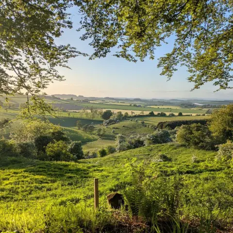 Kenneth Hogg Rolling green fields with bushes and trees off into the distance.