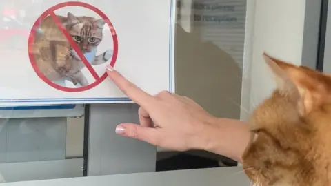 A sign banning cats is pointed at as a cat is held outside a building entrance.