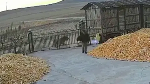 Man runs from tiger behind gate