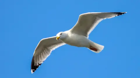 Getty Images The image shows a gull flying against a blue sky.