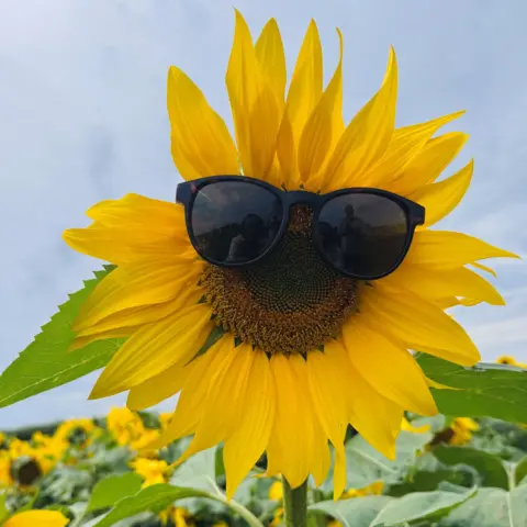 Susan Snider A large sunflower, with a pair of sunglasses on it, and a field of other sunflowers in the background.