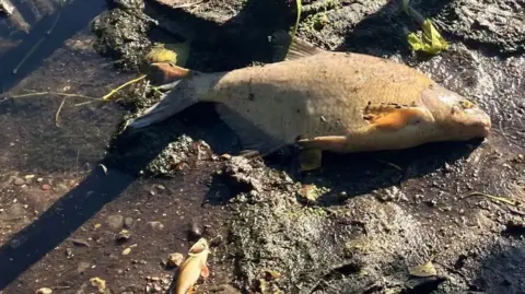 dead fish