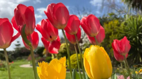 A group of tulips, seen from the side, with most of a red colour, a couple yellow - with green foliage behind