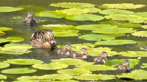 BBC Weather Watchers/LapalRichardStar Two ducks, with four ducklings in front of them, swim among green lily leaves.