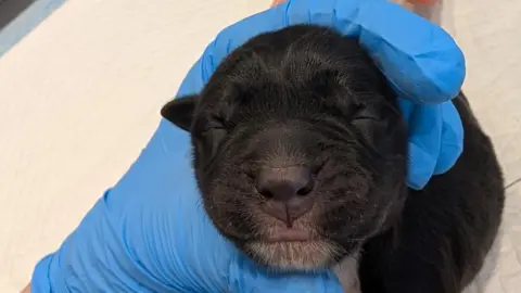 RSPCA A black puppy being held by a gloved hand. It has its eyes closed.