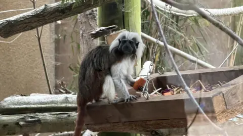 A cotton-top Tamarin sitting on a wooden feeding table eating a vegetable. The animal is mainly brown with white legs and a white mane.