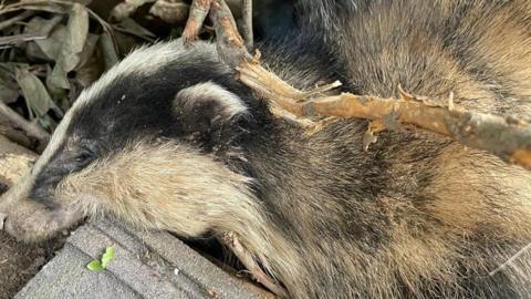 An injured badger found in Belper, Derbyshire 