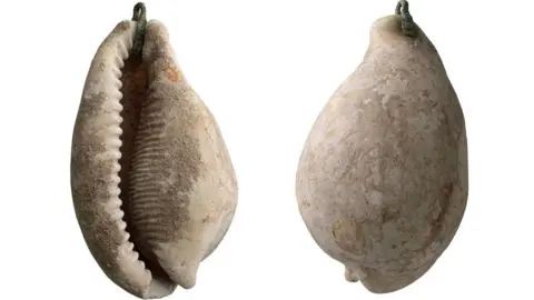 Cambridge Archaeological Unit The front and back of a cowrie shell with a suspension loop at the top, discovered in an Anglo-Saxon cemetery, Cherry Hinton