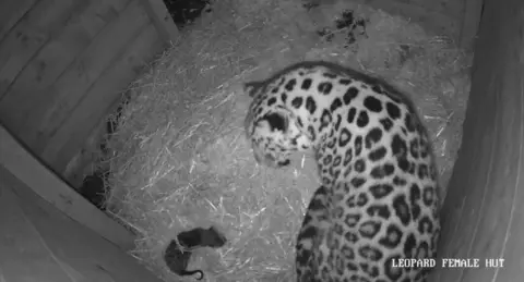 A black and white CCTV image taken from above showing an Amur leopard cub with an adult leopard