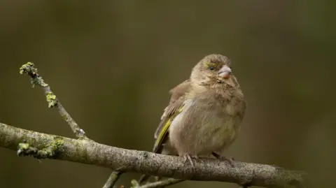 Ben Andrew A greenfinch is perched on a medium sized tree branch, it's chest is a soft brown colour and it has streaks if green pigment throughout its feathers. It is a fluffy looking bird with a small pinkish-white beak and small, black beady eyes.