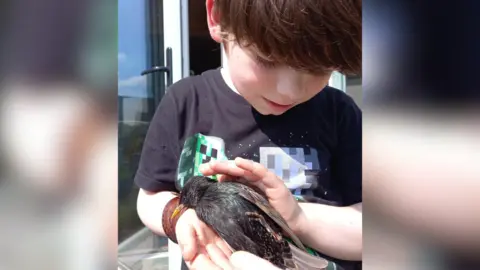 Family handout A boy wearing a black t-shirt holds an injured starling in his hands. He has black hair.