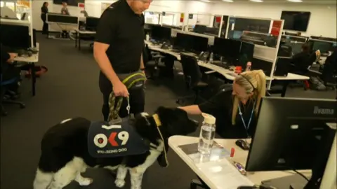 A black and white Newfoundland is being stroked by a police call handler who is sitting at a desk in front of a computer. The dog has a harness on that reads "Ok 9" and he is being held on a lead by a man