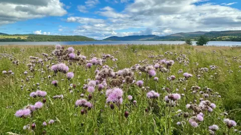 David Watson A grassy shoreline going toward a large body of water, with rows of purple thistle flowers at various stages of bloom.