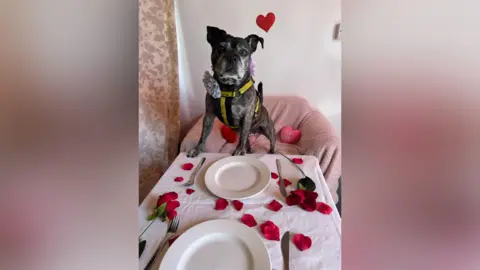 Dogs Trust Shoreham A dark grey dog sitting on a pink sofa and leaning against a table. There are two sets of plates and cutlery and rose petals on the table.