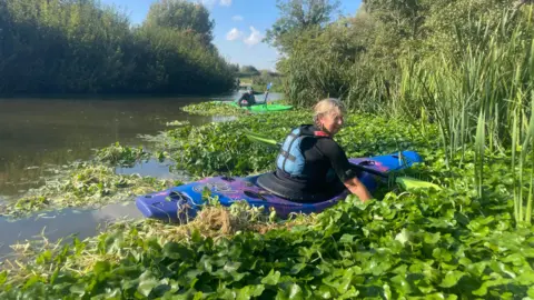 Two people in two different canoes surrounded by a floating weed in a river which has trees and reeds on either side.